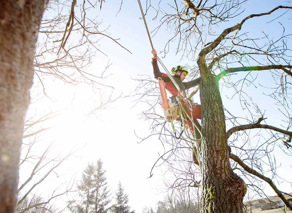 Tree climber removing branches