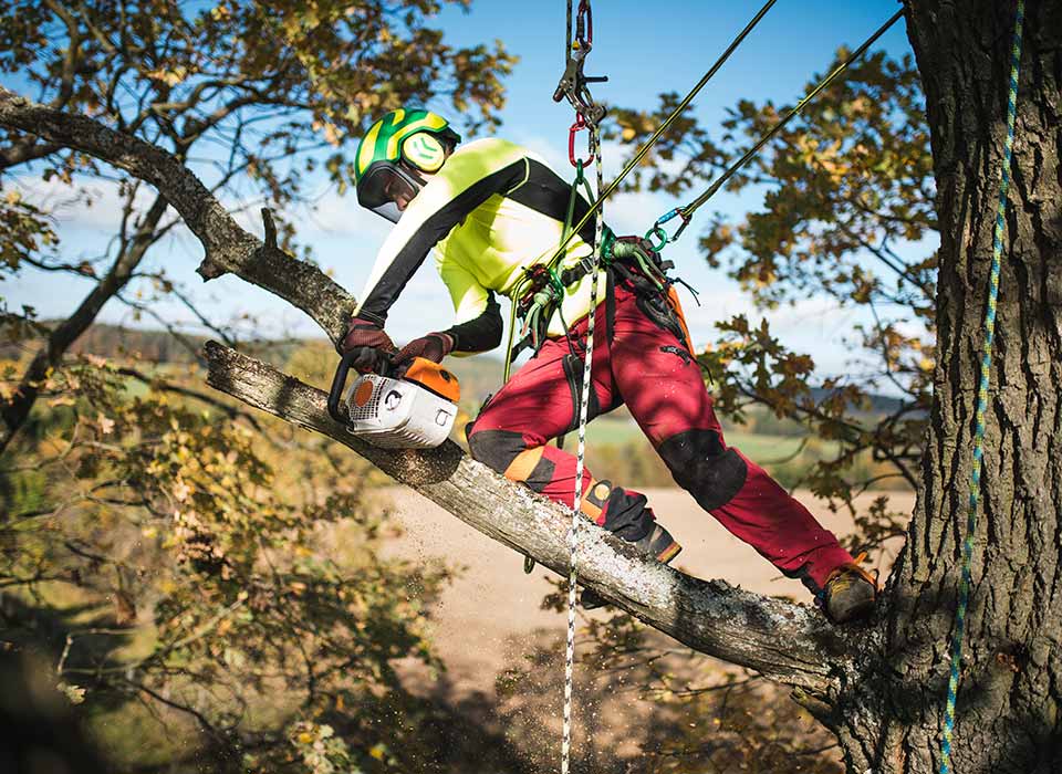 climbing arborist completing tree pruning 