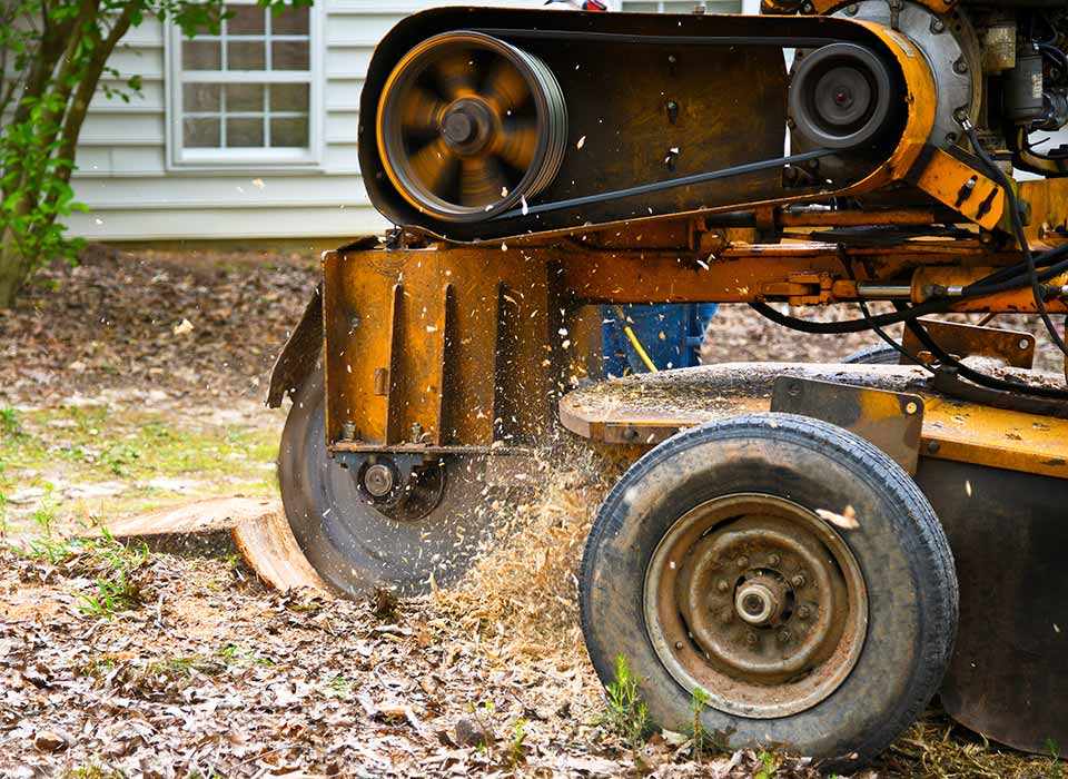 Stump grinding machine removing stump