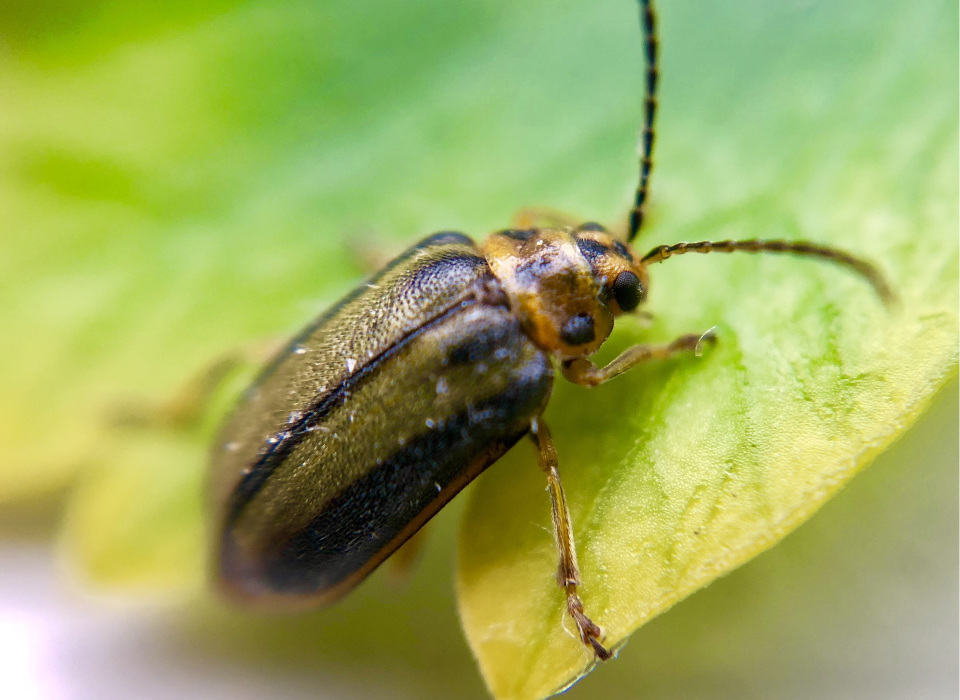 Elm leaf beetle (Pyrrahalta luteola).