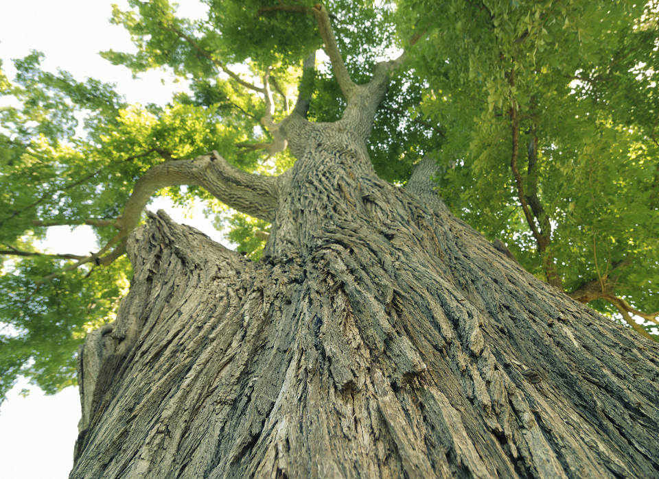 Elm tree trunk
