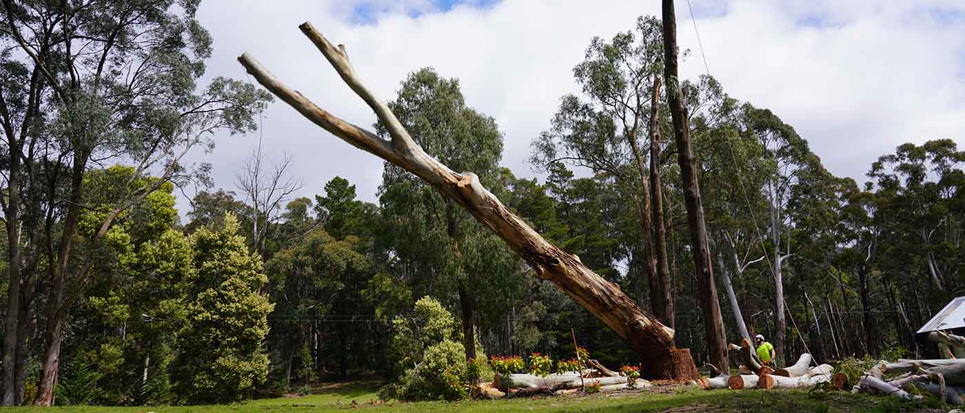 Large tree removal in Macedon Ranges