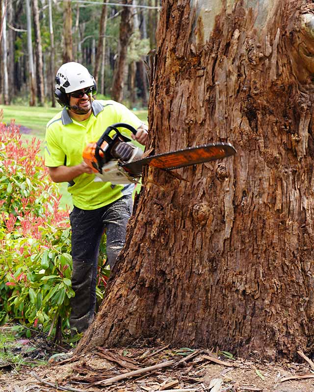 Chris Mackenzie, qualified arborist, cutting down a tree.