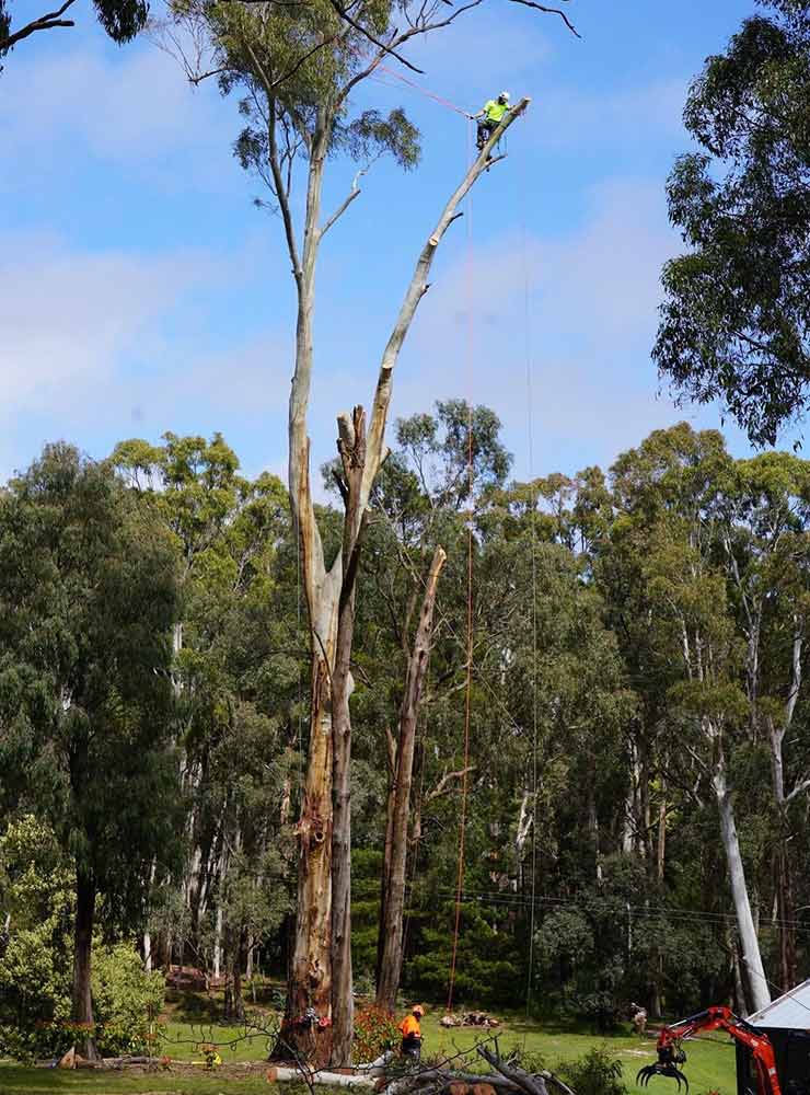 Chris Mazkenzie, qualified arborist, completing a large tree removal of a Eucalyptus tree.
