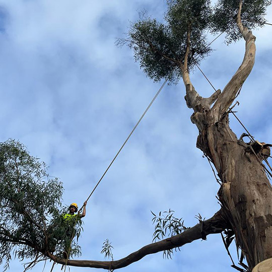 A tree climber in Bendigo out on the end of a limb removing branches for a tree removal.