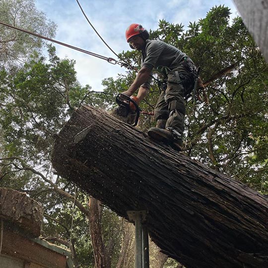 A chainsaw worker in Bendigo cutting a large stump.