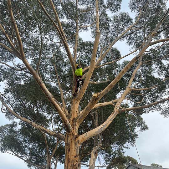 An arborist climbing a tree to remove in Bendigo.