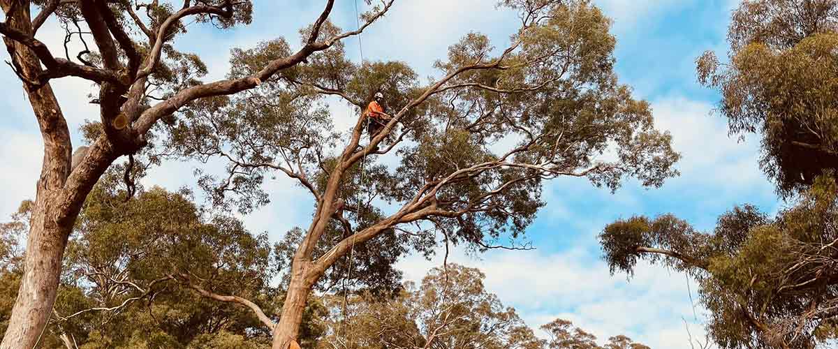 Bendigo tree removal being completed by ascent tree solutions.