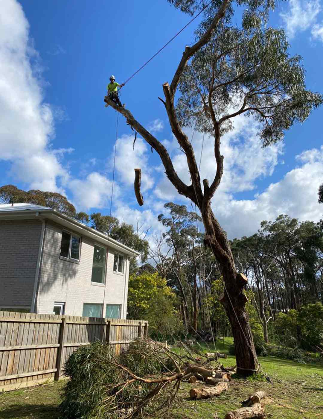 Ascent trees removing a large tree overhanging a house in Bendigo.