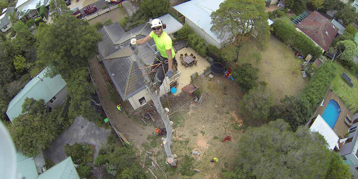 Aerial shot of Chris Mackenzie at the very top of a tree after removing all the branches.