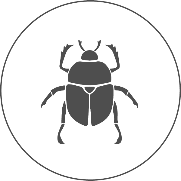 Elm leaf beetle icon.