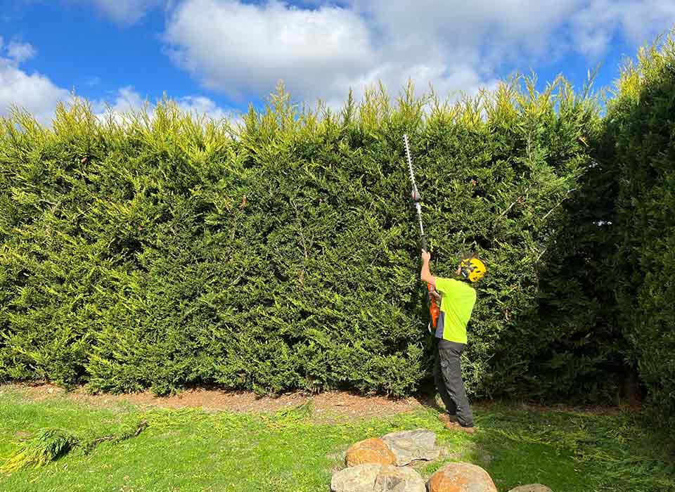Ascent tree worker using a hedge trimmer to neaten and prune a hedge.