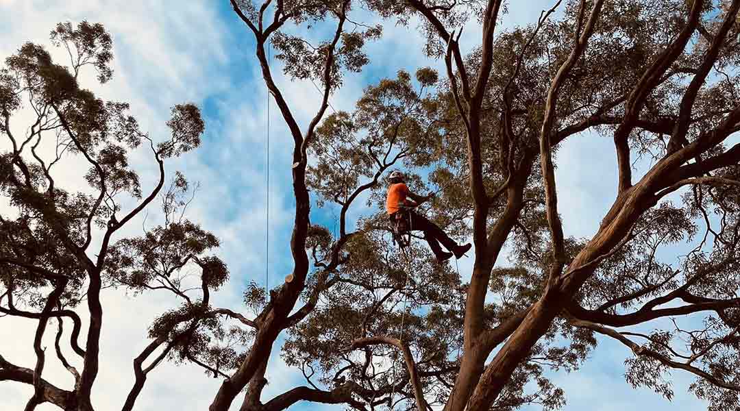 Chris Mackenzie, owner and tree climber, using a harness and ropes to prune a large tree.