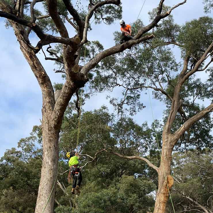 Two climbers up a tree completing a tree removal in bendigo.