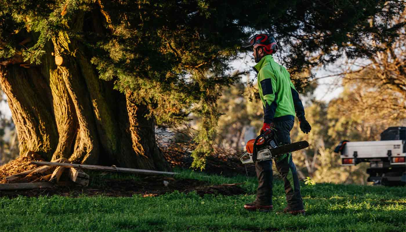 An arborist carrying a chainsaw, wlaking towards a tree to complete tree cutting services.