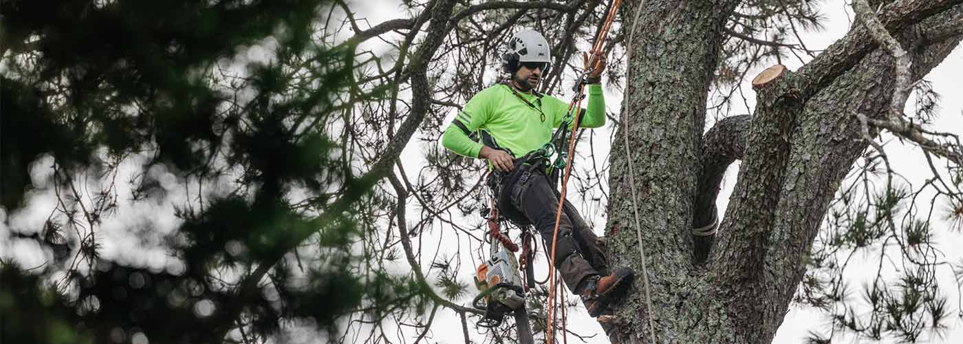 A climber in a tree completing tree pruning work.