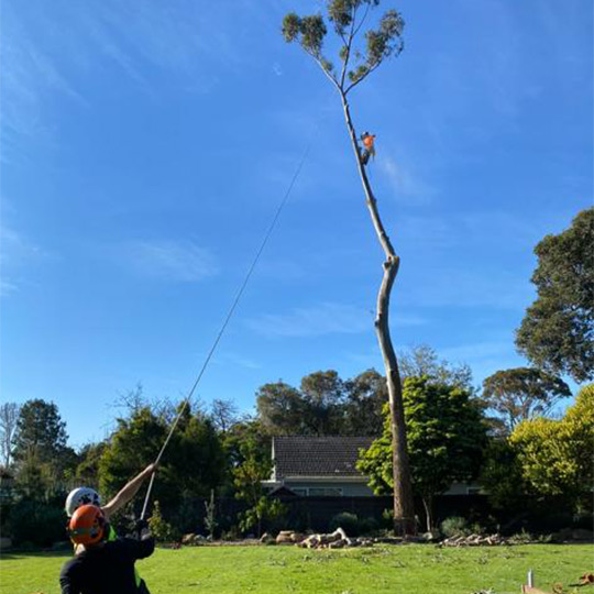 Ground workers using tension on the rope to help direct the fall of a tree in daylesford.