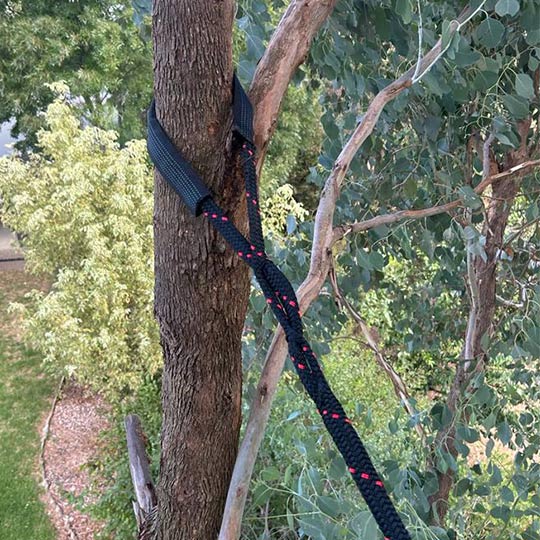A tagline used by a qualified climber, ready to winch the tree down after it's branches have been removed.