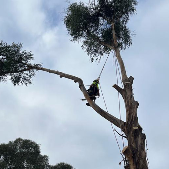 A qualifed tree climber removing the last branches from a large tree, with just a trunk remaining.
