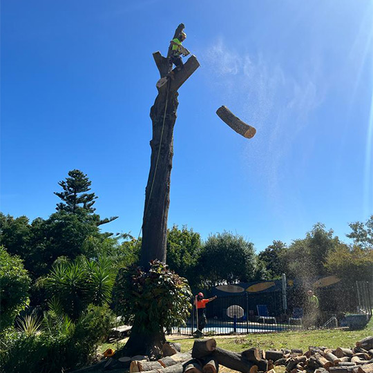 A tree climber removing sections of trunk at a time with a chainsaw, to complete a tree removal in daylesford.