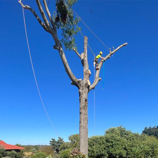 An arborist climbing along a branch during a tree removal in sunbury, attached with ropes.