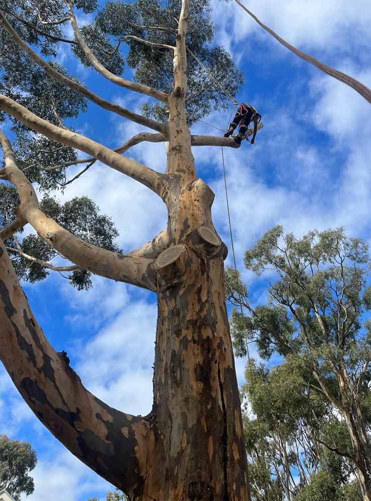 One of Ascent Trees arborists walking out on a branch in a harness to complete a tree removal in castlemaine.