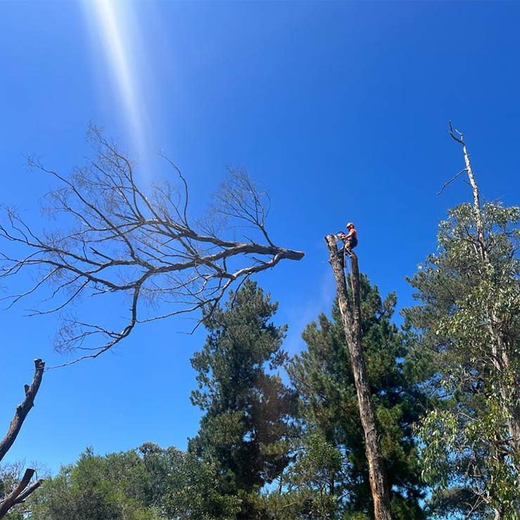 An arborist releasing the top branch during a tree removal, letting it fall to the ground.