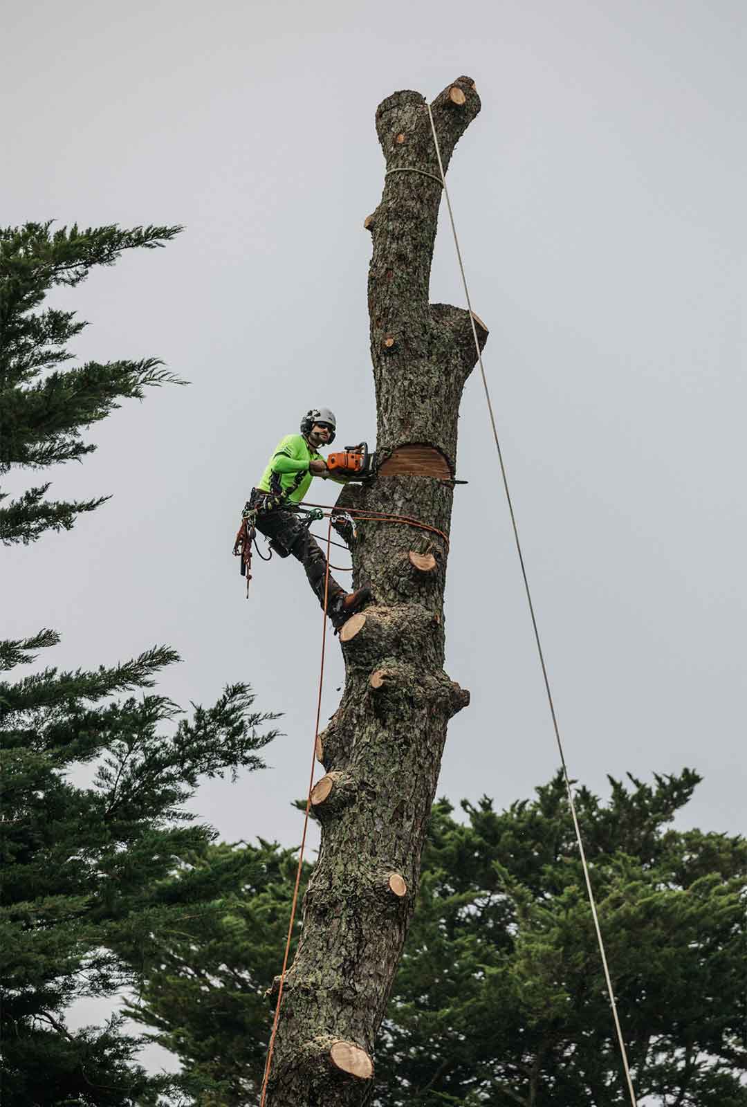 A tree climber completing commercial tree services to clear land for a development.