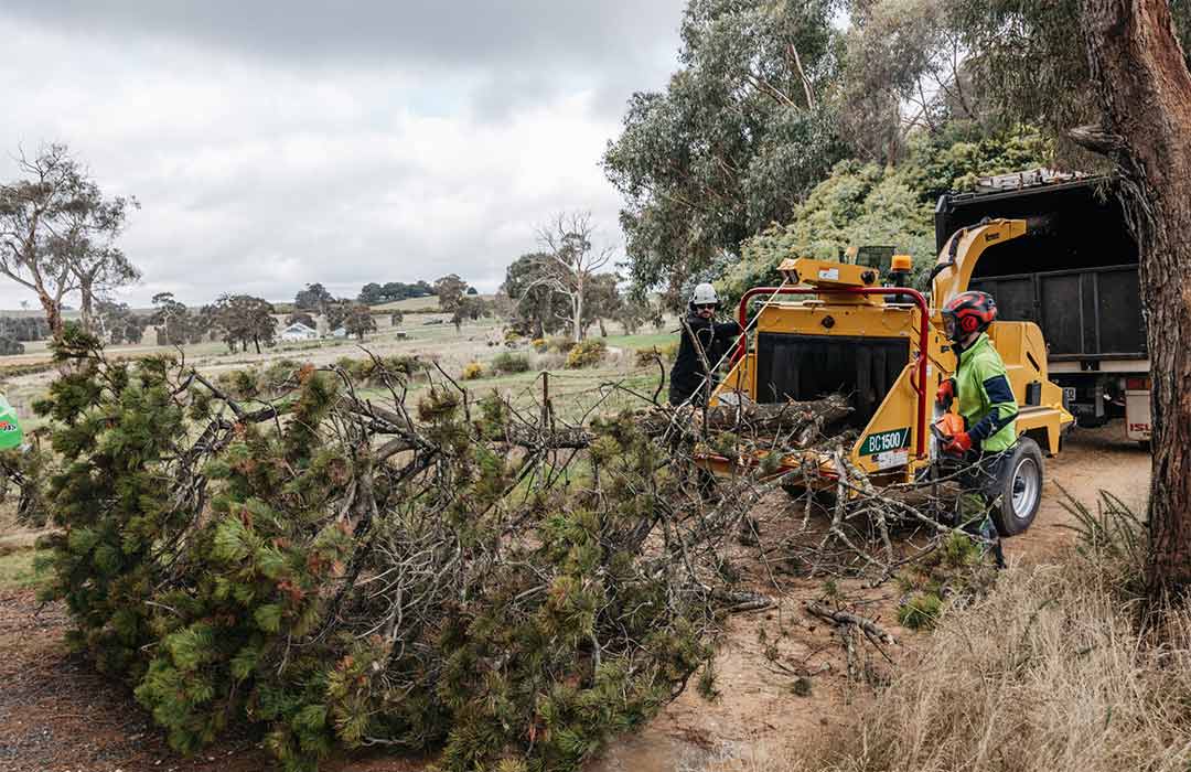 A large tree being fed through a woodchipper.