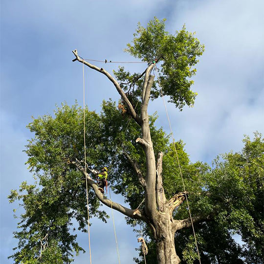 One of Ascent Tree Solution's professional arborists up a tree, attaching rigging ropes for removal of branches.