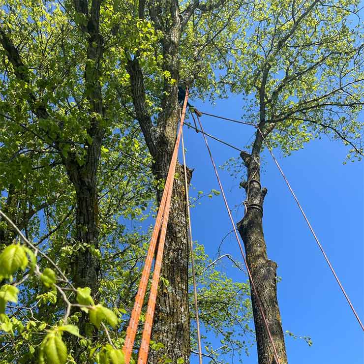 Taut ropes anchored into the top branch of a tree, ready for an arborist to climb and remove it.