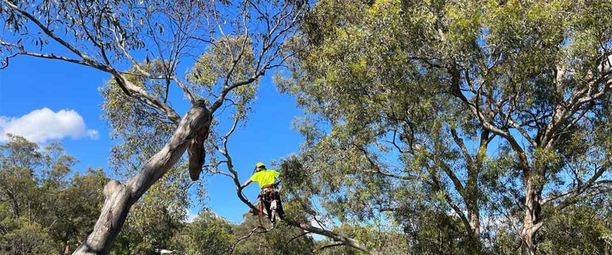 An arborist working on the tips of branches whilst completing a daylesford tree removal.