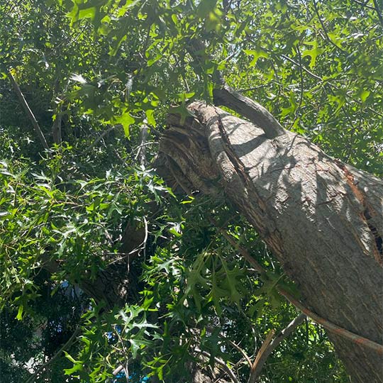 Part of a damaged tree that needs to be removed.