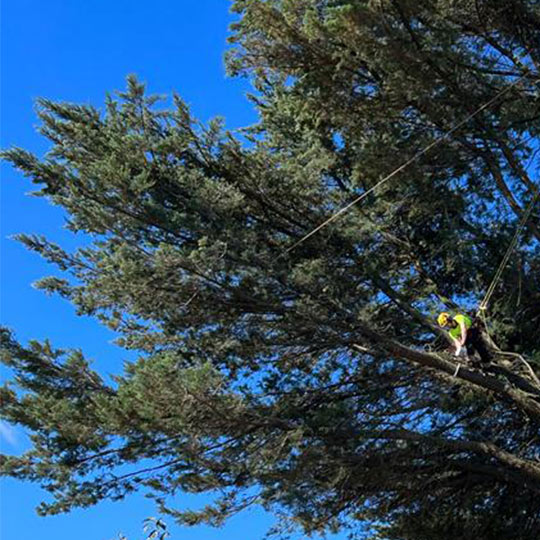 A trained tree climber in the canopy of a cypress tree, removing branches with a chainsaw.