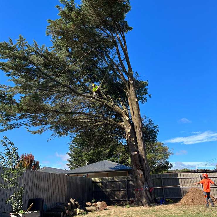 A groundsman observing a tree climber in the midst of a cypress tree, completing a tree removal.