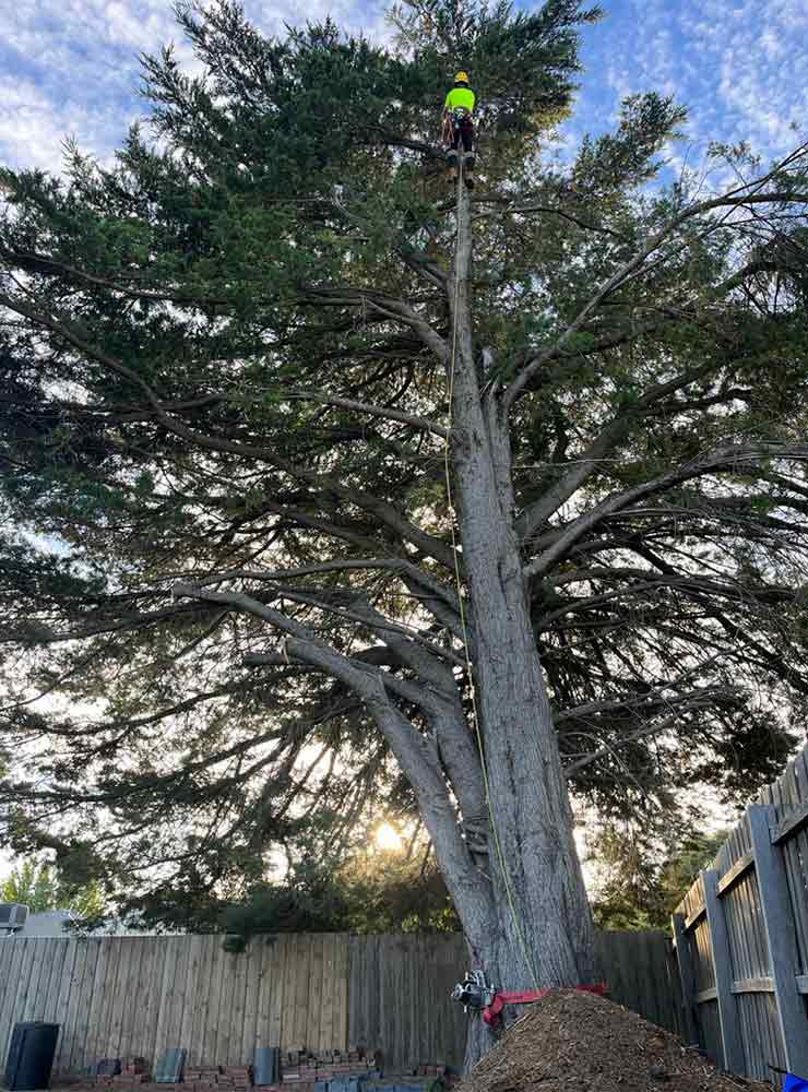 A large cypress tree with the sun shining through its branches, about to be removed by a climber who has ascended to the top using ropes and harnesses.