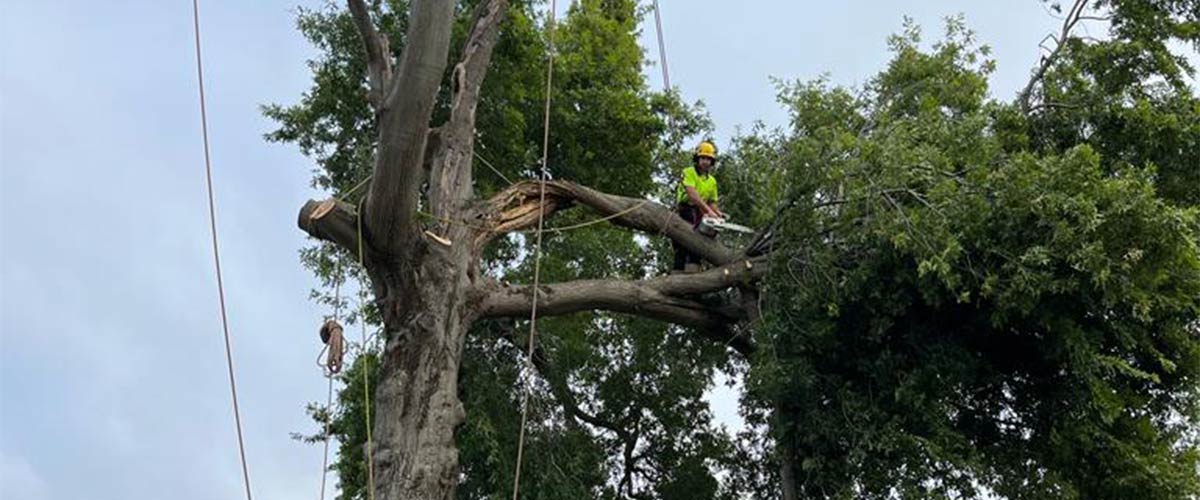 A trained tree worker halfway up a tree, removing branches to complete a kyneton tree removal.