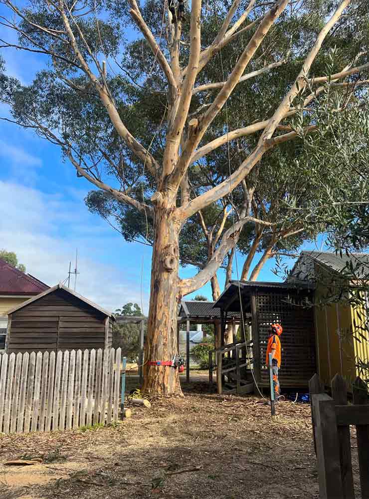 A groundsman observing a tree climber in the tips of a gum tree, ready to being a removal.