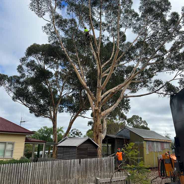 The team at ascent tree solutions preparing to complete a tree removal macedon ranges.