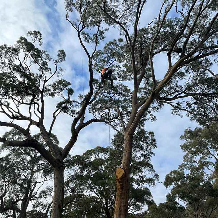 A professional tree worker climbing a tree to complete a tree removal in malmsbury.