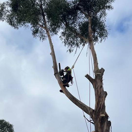 A climber at the top of a tree, removing branches for a tree removal.