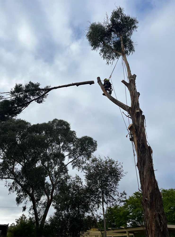 A branch falling from a tree during a sunbury tree removal.