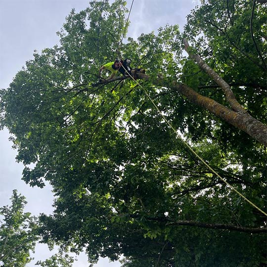 An arborist in the midst of a tree's canopy, completing a tree removal over a house.