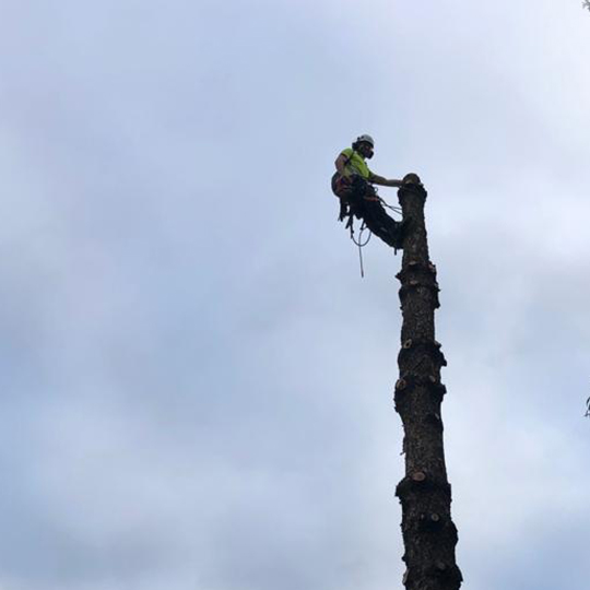 Silhouette of an arborist at the top of a tree trunk after all the branches have been removed.