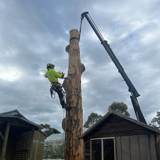 The trunk remaining from a large tree removal in macedon, with a crane prepared to move the heavy timber.