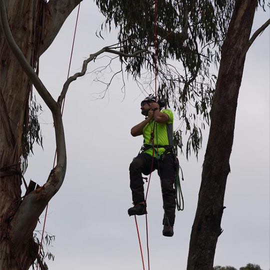 An arborist suspended in the canopy of a tree with his rope and harness during a tree removal.