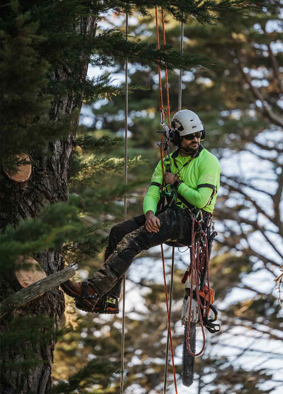 Chris Mackenzie, head arborist and owner, completing tree pruning work using his harness and chainsaw.