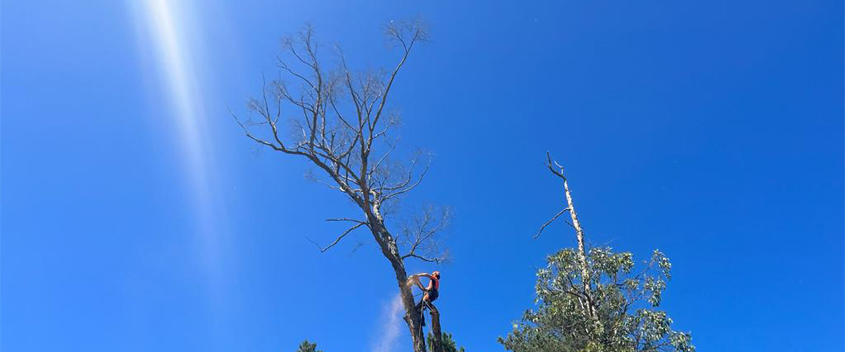 A qualified tree climber at the tip of a tree completing a job for a tree removal castlemaine customer.