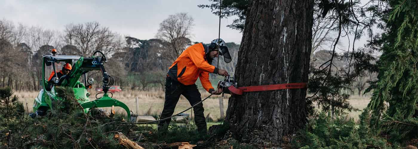 An arboriculture groundsman attaching ropes to a tree ready for it to be removed.