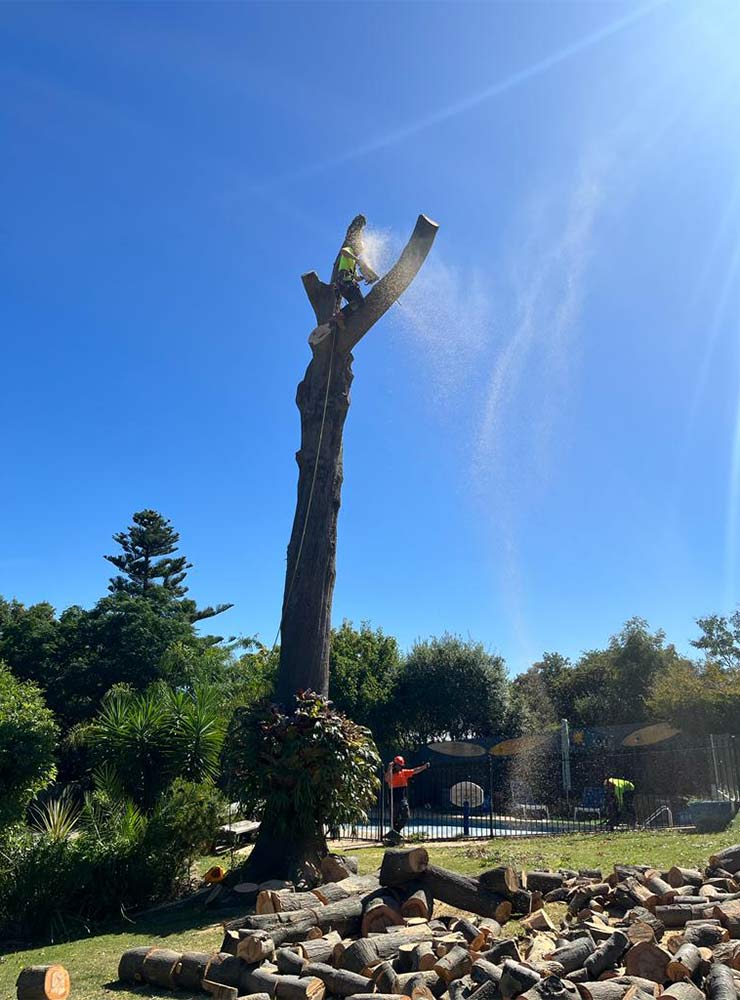 A qualified tree climber completing a tree removal in daylesford, with just the trunk left standing and all the timber on the ground.